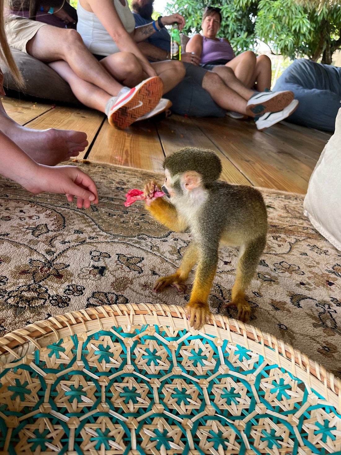 🐒 Monkey Adventure VIP